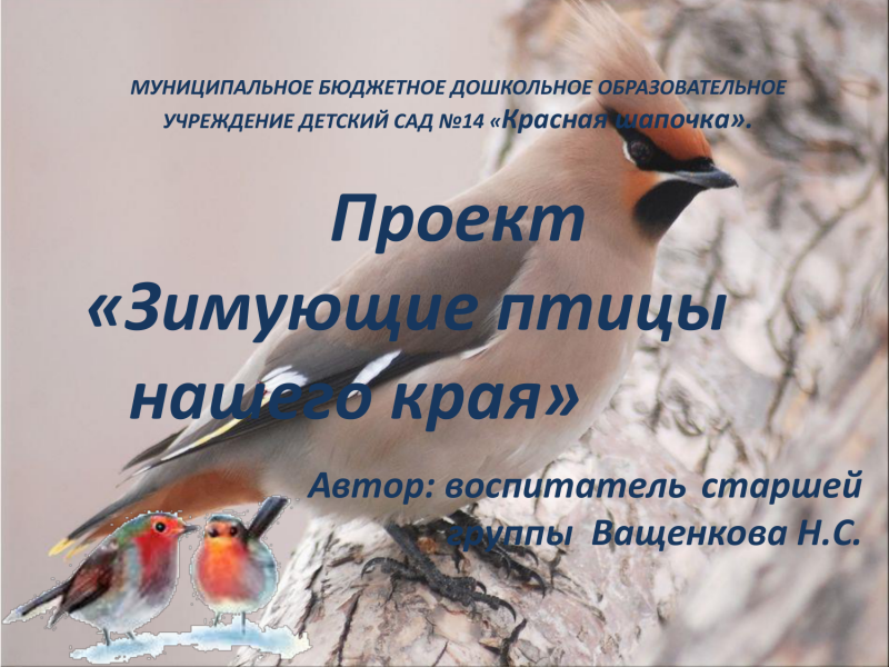 Птица Малиновка описание