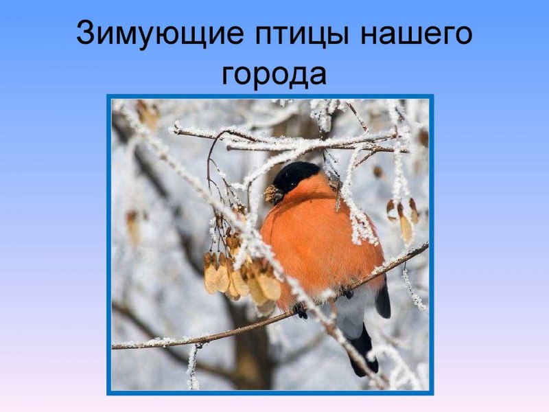 Kingfisher Swift