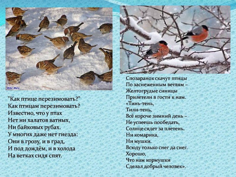 Каждой пичужке кормушка