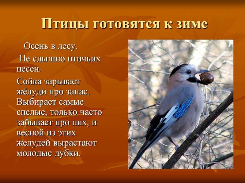 Описание большой синицы