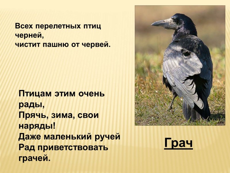 Колибри с коротким клювом