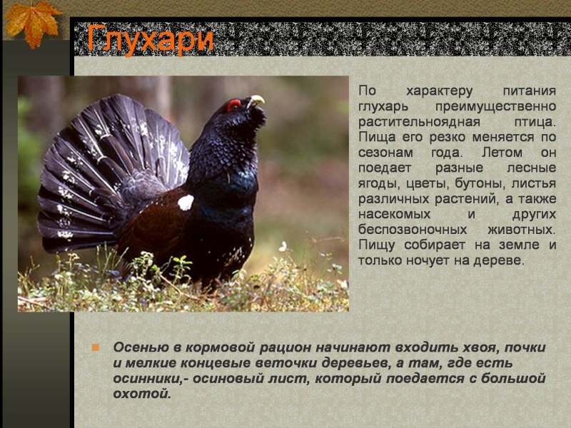 Глухарь птица описание
