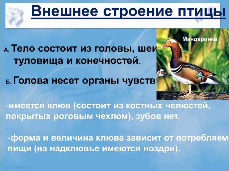 Тема перелетные птицы