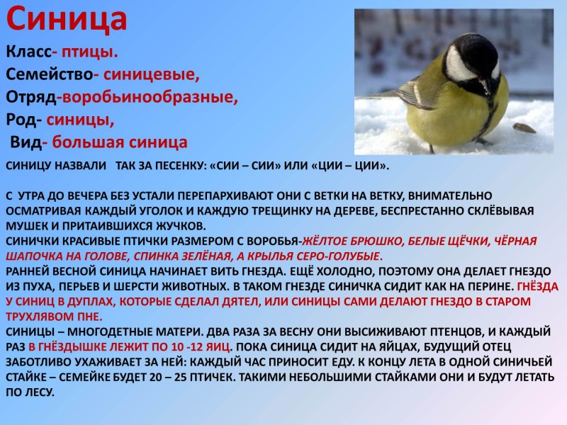 Презентация зимующие птицы