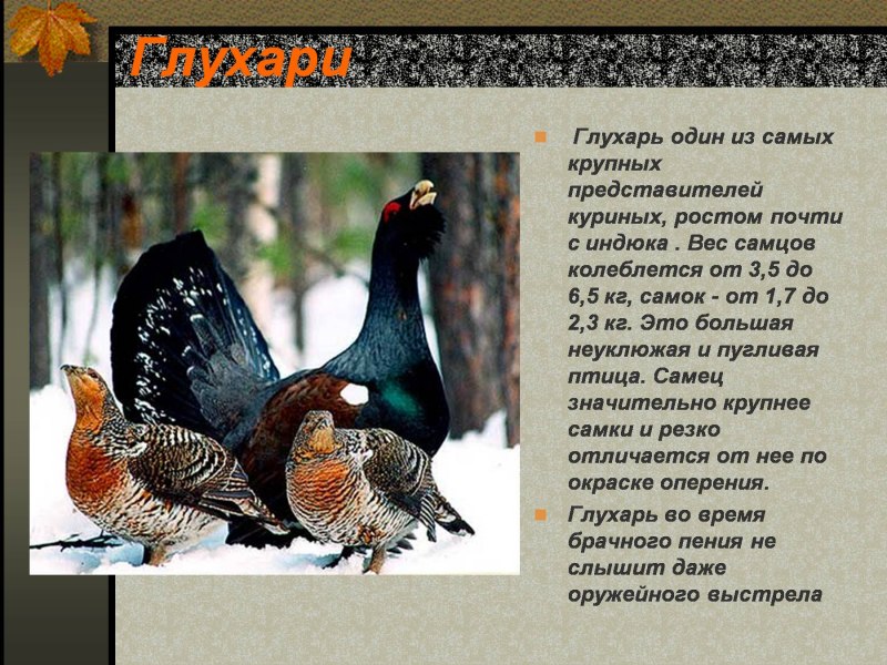 Утки уже летят высоко