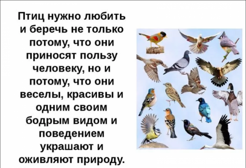 Рассказ о птицах