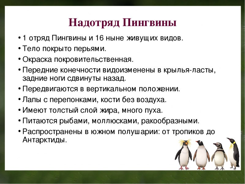 Сравнение птиц домашних