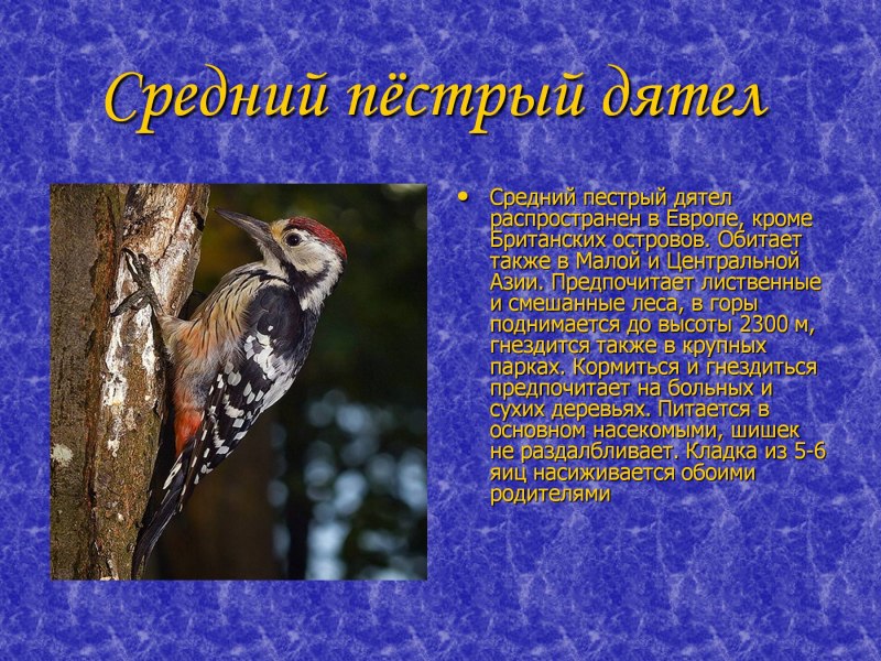 Птицы осенью презентация