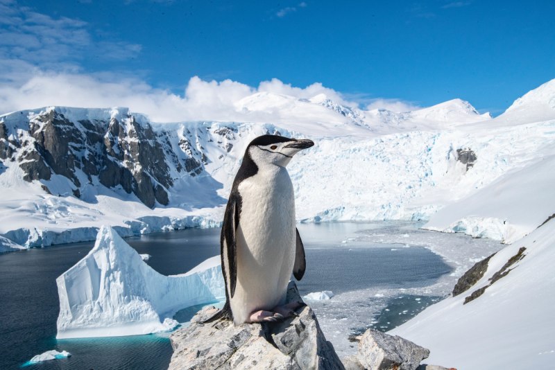 Антарктический пингвин (46 фото)