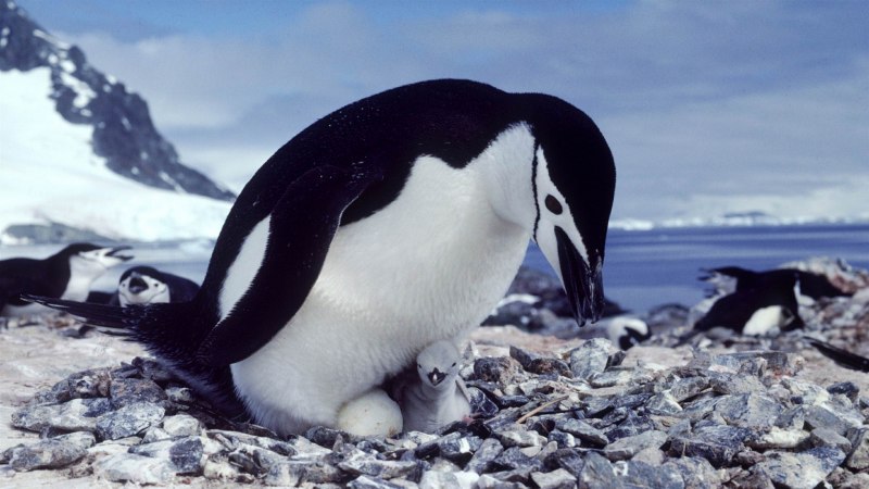 Антарктический Пингвин (Pygoscelis Antarctica)