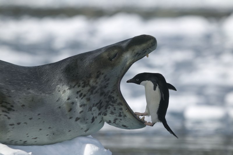 Phoca vitulina