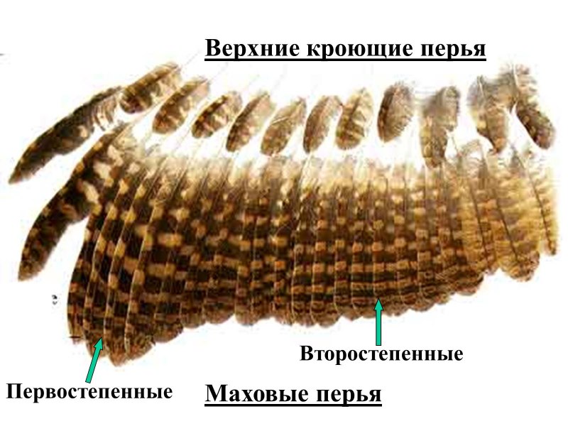 Кроющие перья
