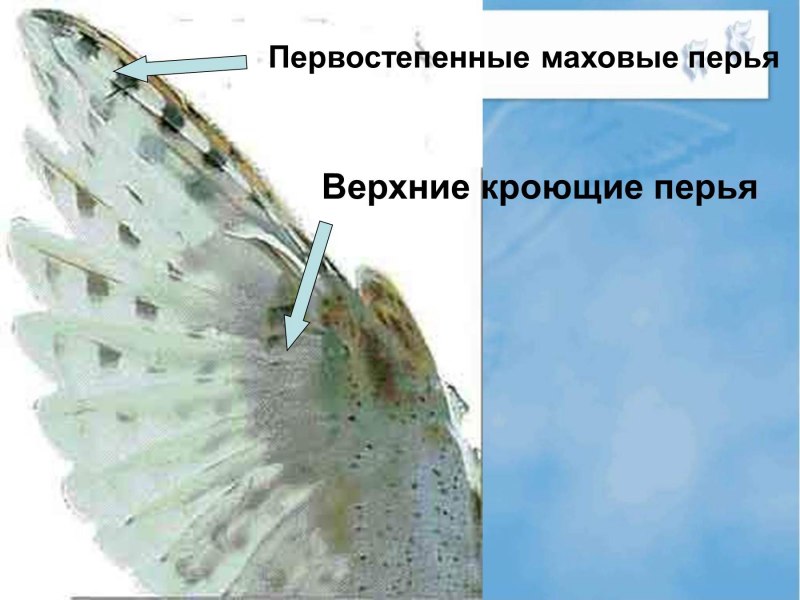 Маховые и кроющие перья