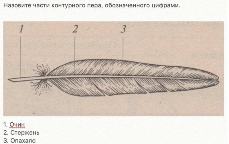 Контурное перо птицы