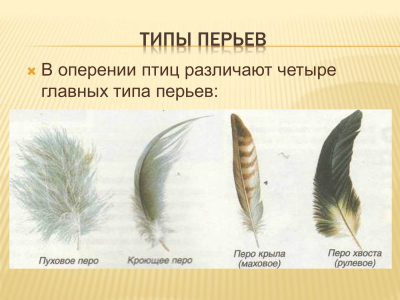 Перья птиц классификация