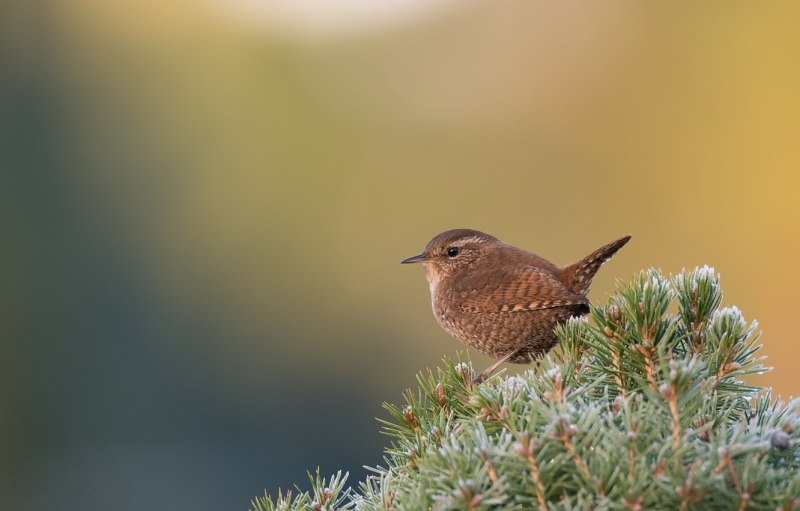Крапивник Troglodytes Troglodytes