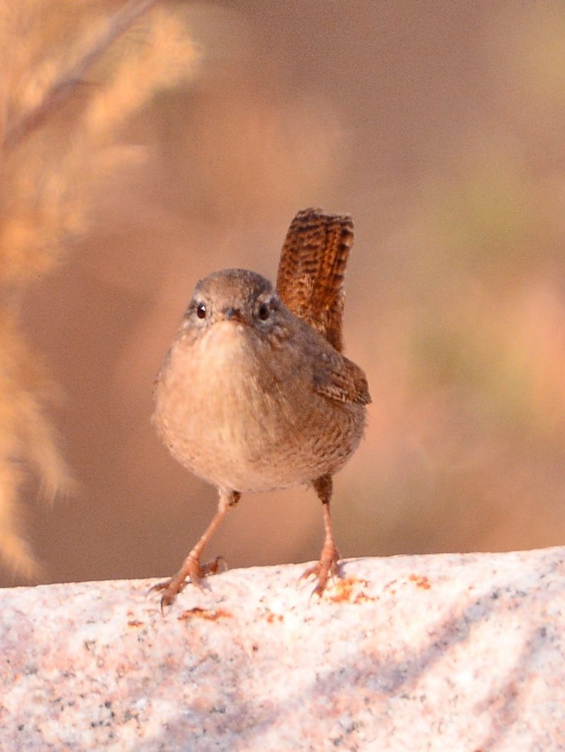 Крапивник Troglodytes Troglodytes