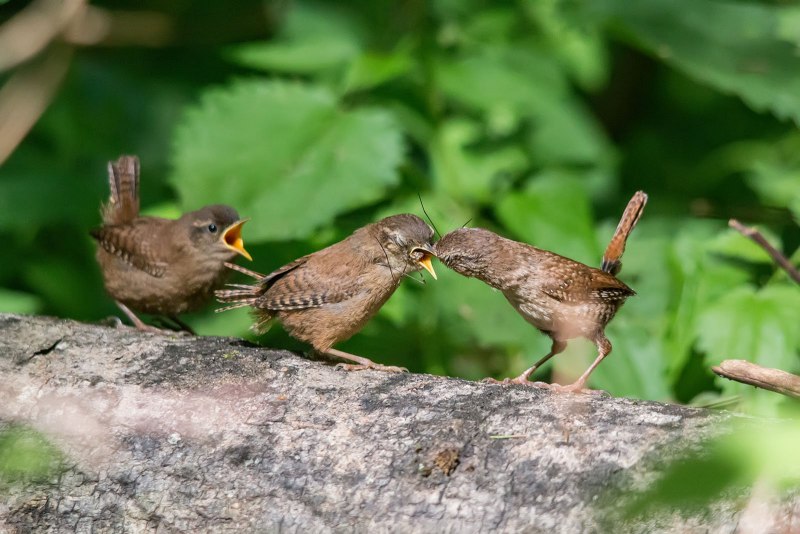 Lonely females Wren