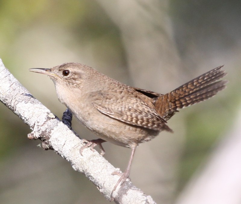Wren птица