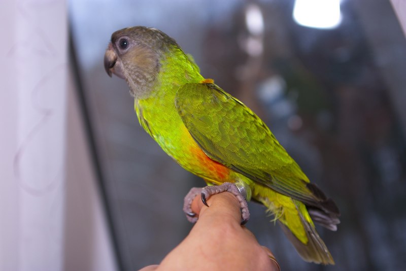 Hawk_headed Parrot