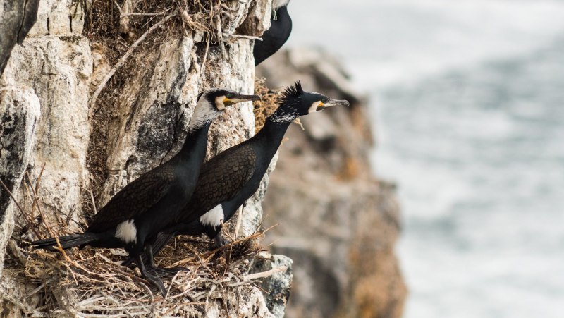 Phalacrocorax capillatus