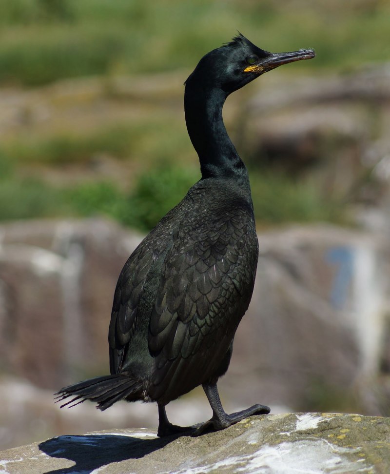 Phalacrocorax Aristotelis длинноносый Баклан