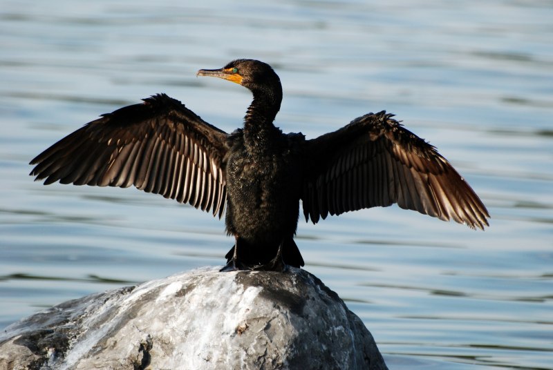 Punta Cormorant