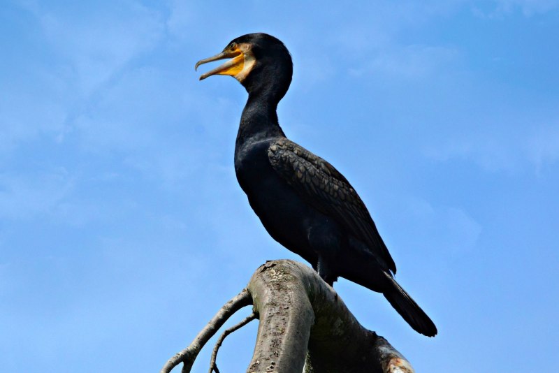 Большой Баклан Phalacrocorax Carbo