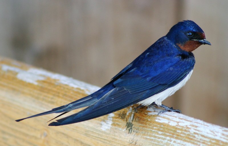 Деревенская Ласточка – Hirundo Rustica
