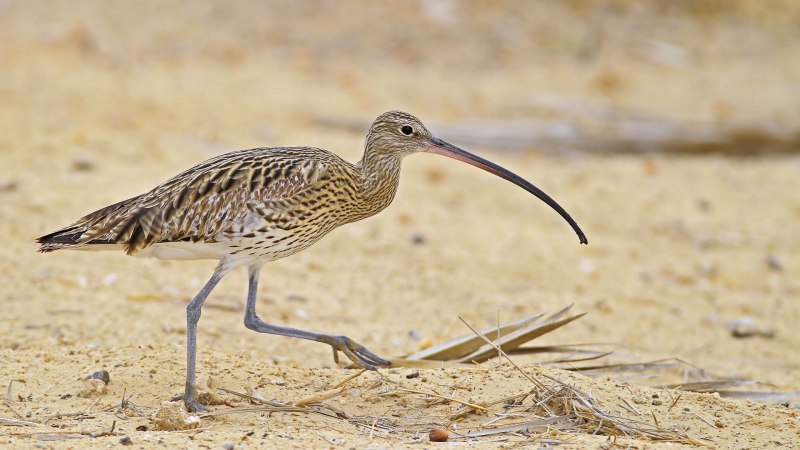 Calidris minutilla