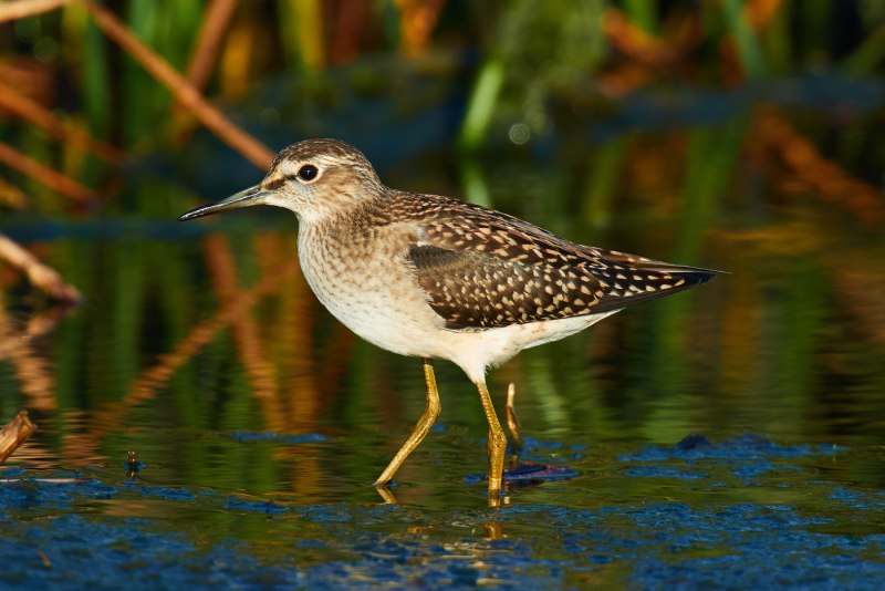 Черногрудый (Calidris Alpina)