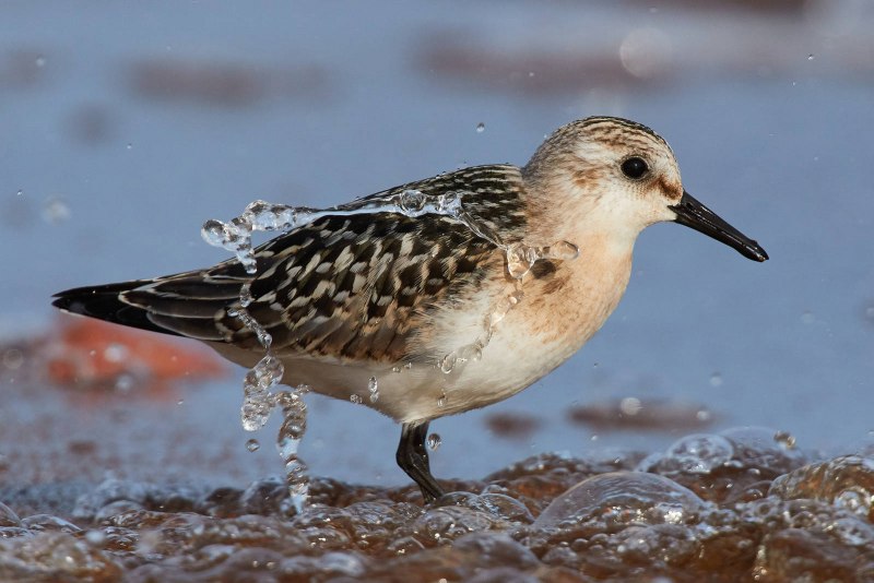 The Bristle-thighed Curlew (Numenius tahitiensis)