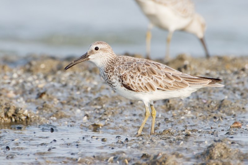 Calidris canutus