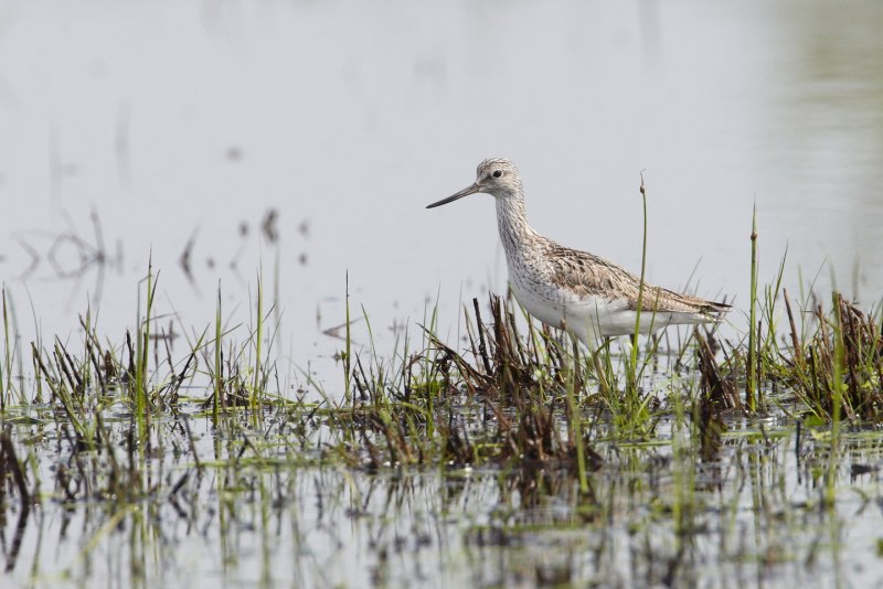 The spotted Sandpiper (Actitis macularius)