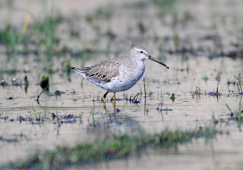 Calidris ruficollis