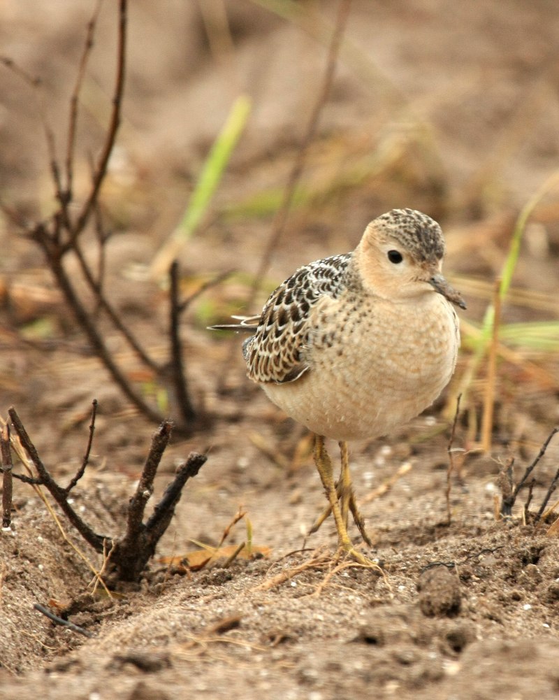 The long-billed Dowitcher (Limnodromus scolopaceus)