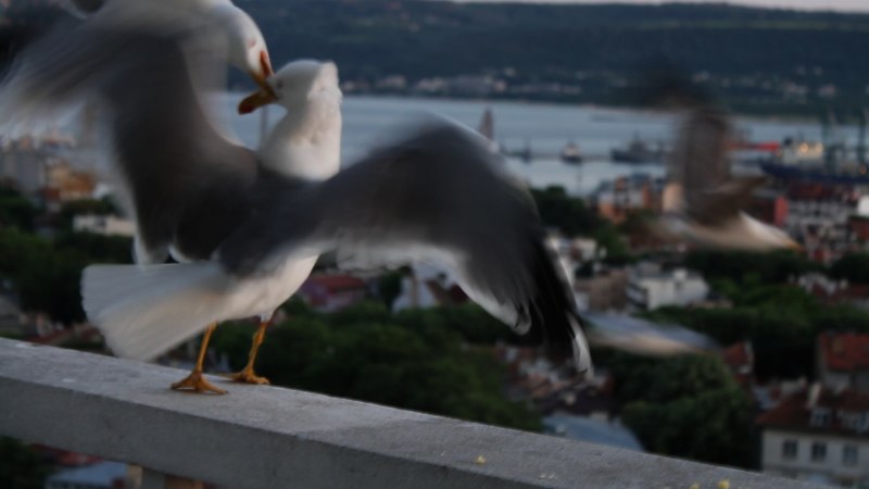 Чайка Seagull