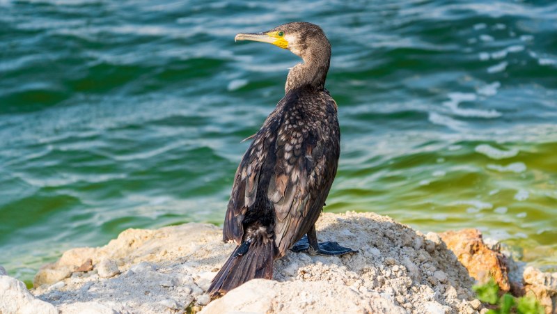 Баклан птица Балтийское море