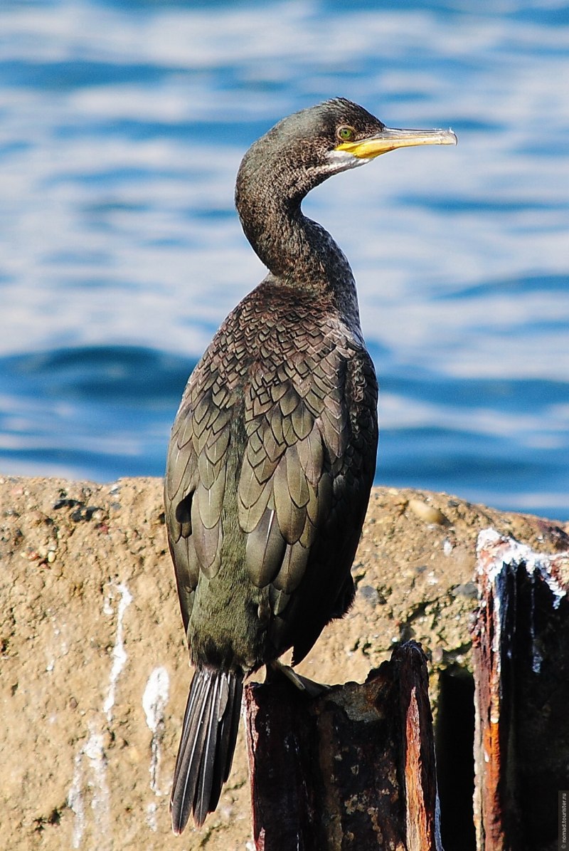 Корморан птица морская