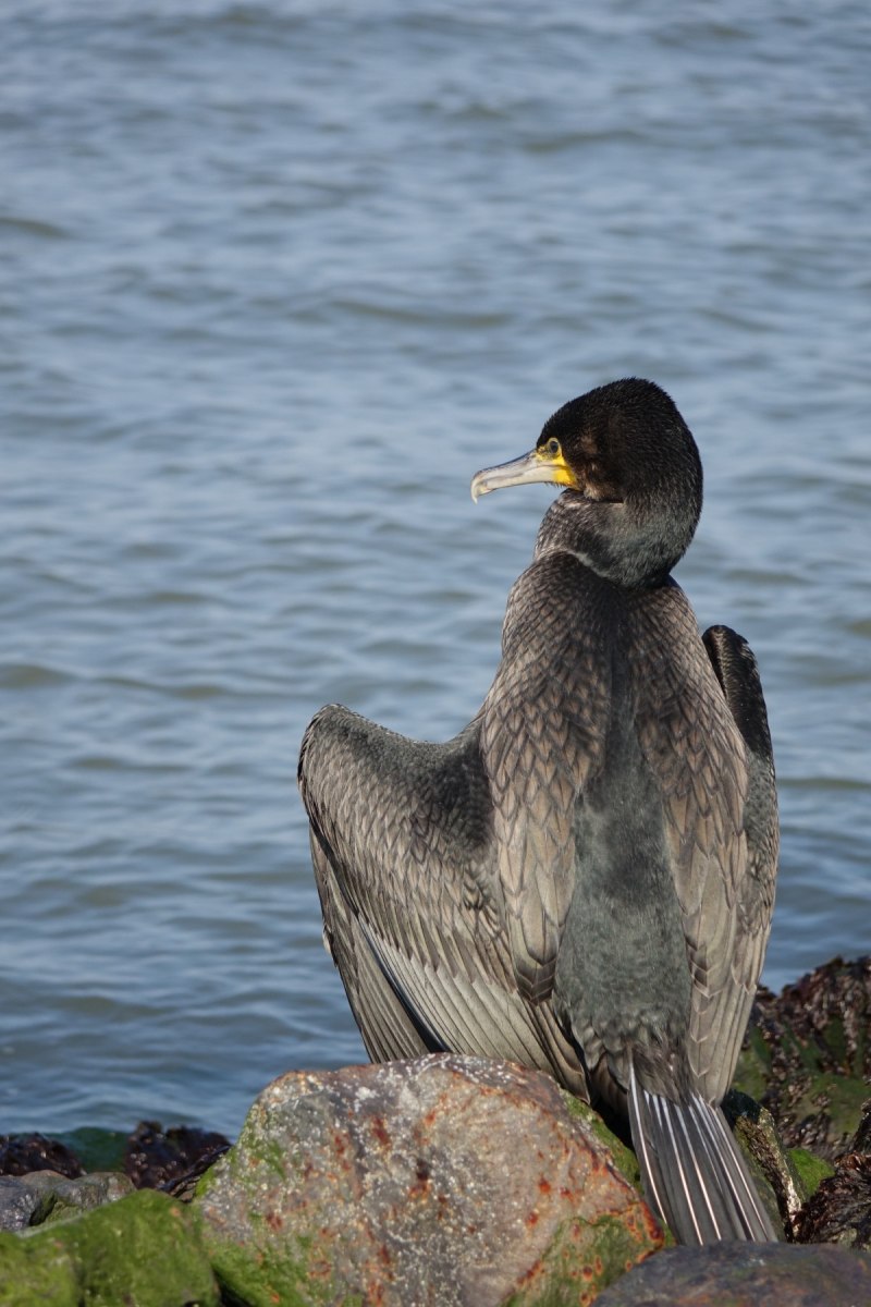 Phalacrocorax Carbo