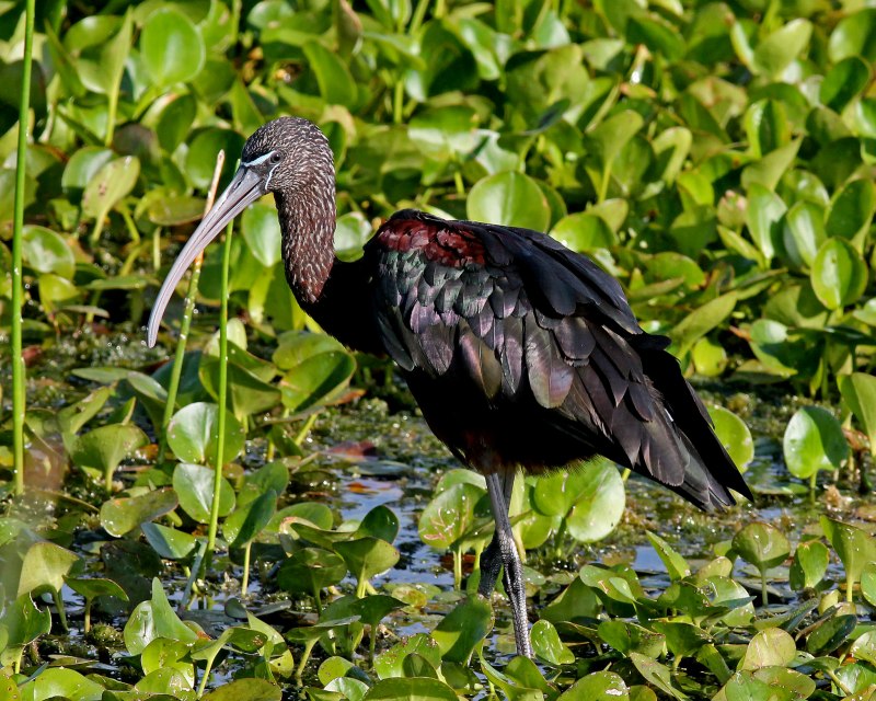 Каравайка (лат. Plegadis falcinellus)