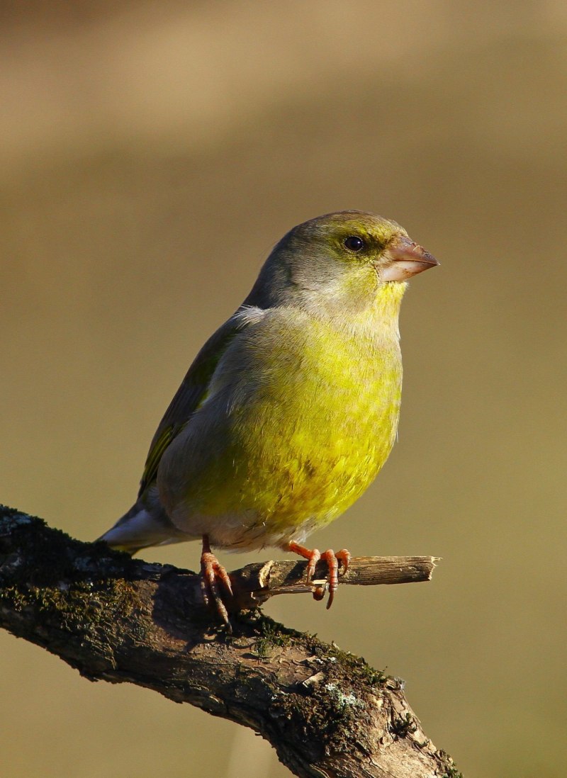 Зеленушка (Chloris Chloris)