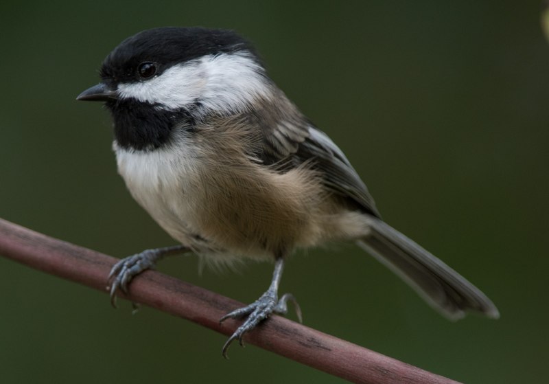 Black-capped Chickadee