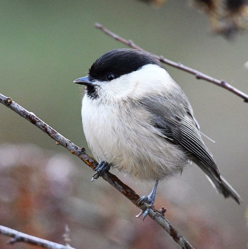 Mr Chickadee