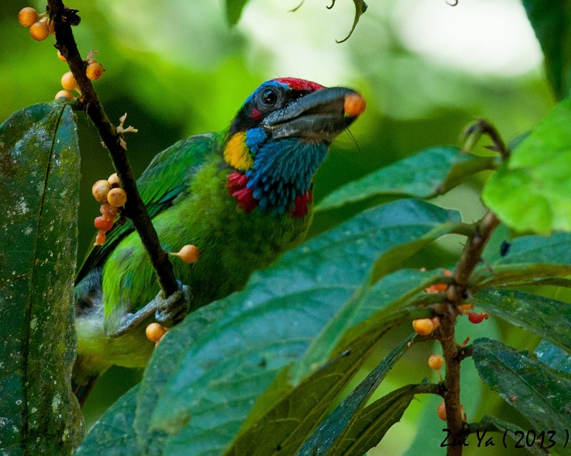 Black-Browed Barbet