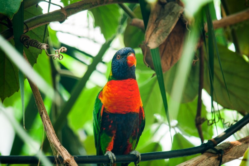 Джангл бёрд (Jungle Bird)