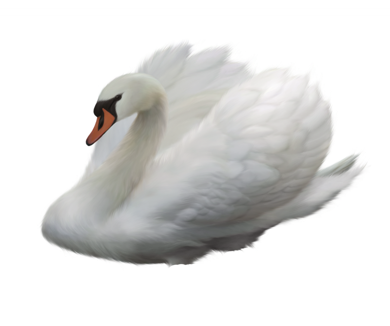 Лебеди (птицы)