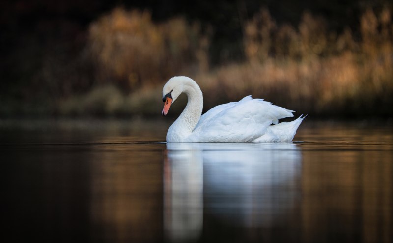 Swan Black на белом фоне