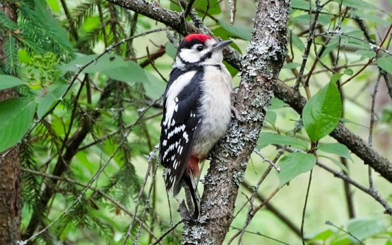 Eurasian Green Woodpecker