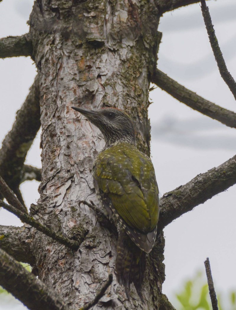 Picus viridis (зеленый дятел)